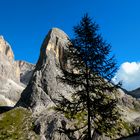 Lärche vor Hochleist (2413m)