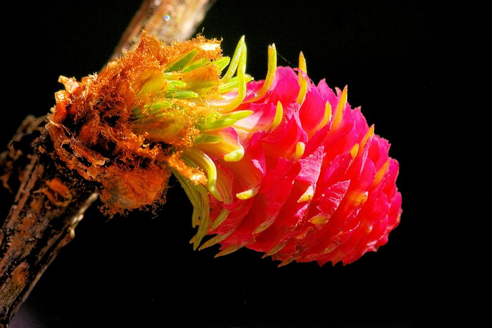 Lärche - weibliche Blüten Foto &amp; Bild | spezial, makro, bäume Bilder ...