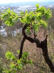 Lärche-Yamadori, Bild 006/08