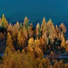 Lärchen entlang vom Stausee in Weissbrunn im Ultental 