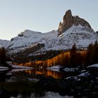 Lärchen im ersten Morgenlicht