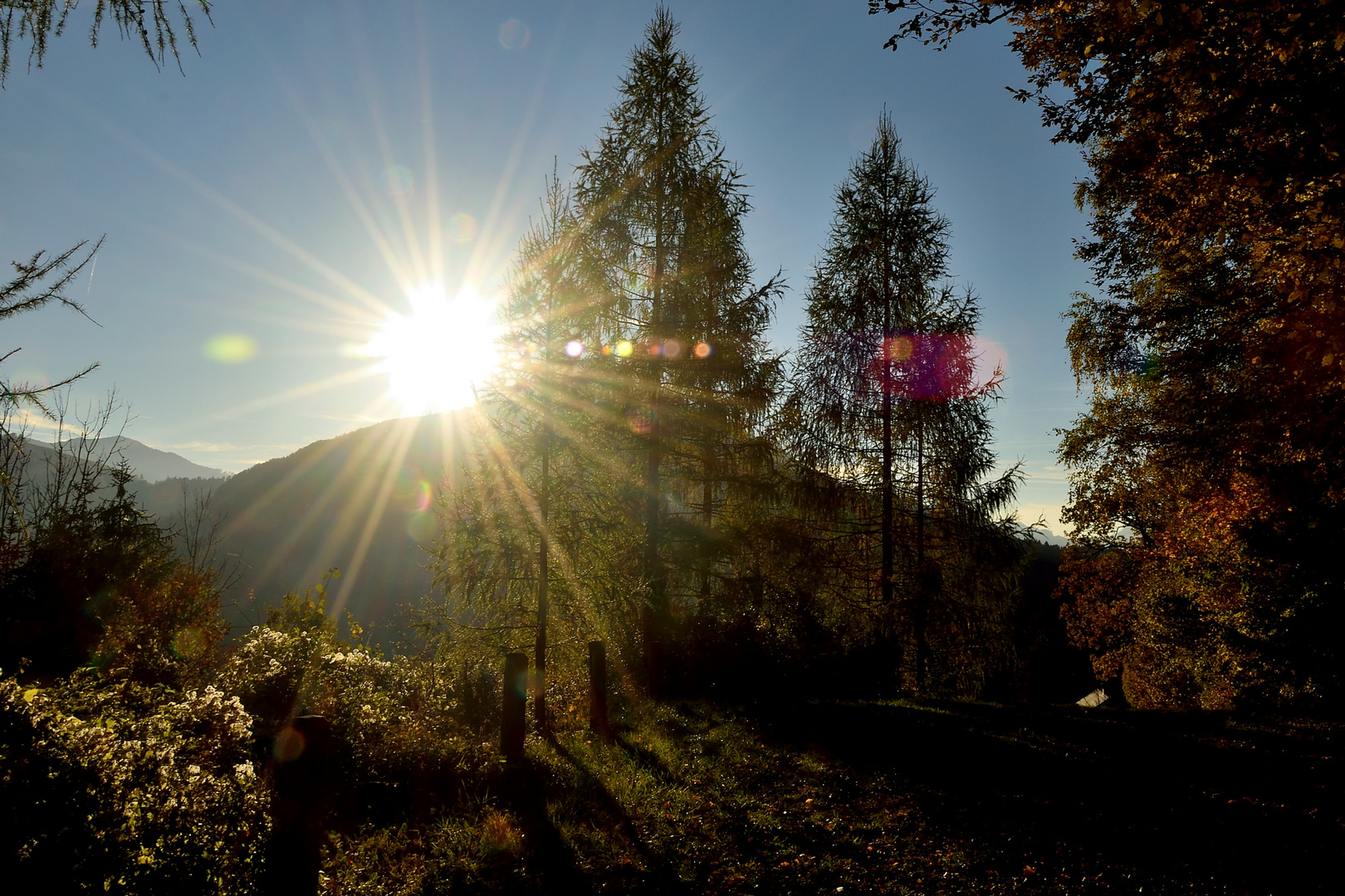 Lärchen im Gegenlicht