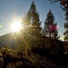 Lärchen im Gegenlicht