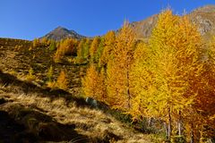 Lärchen im Herbst