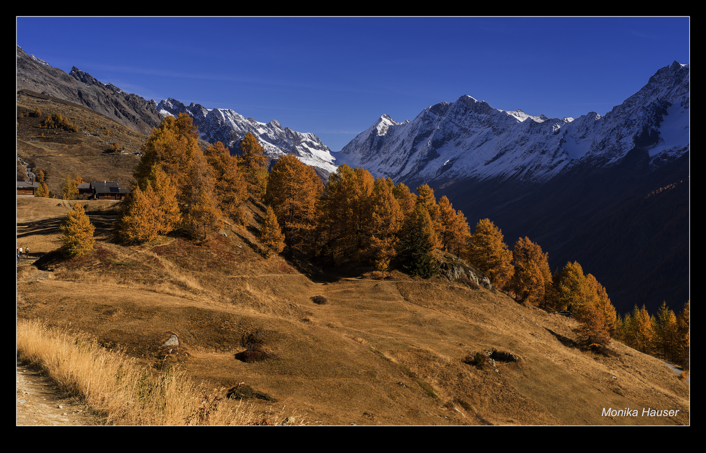 Lärchen im Herbst