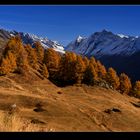 Lärchen im Herbst