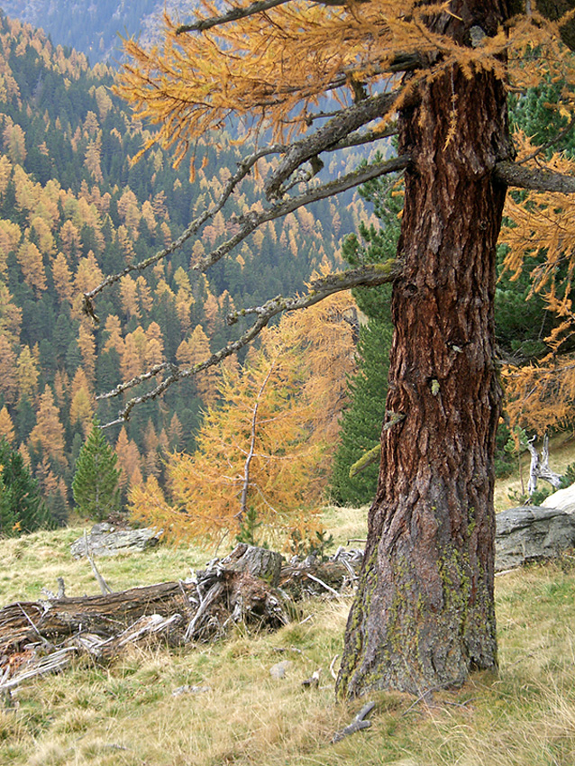 Lärchen im Herbst, Viggartal, Tuxer Alpen