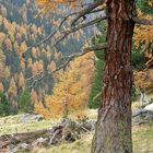 Lärchen im Herbst, Viggartal, Tuxer Alpen