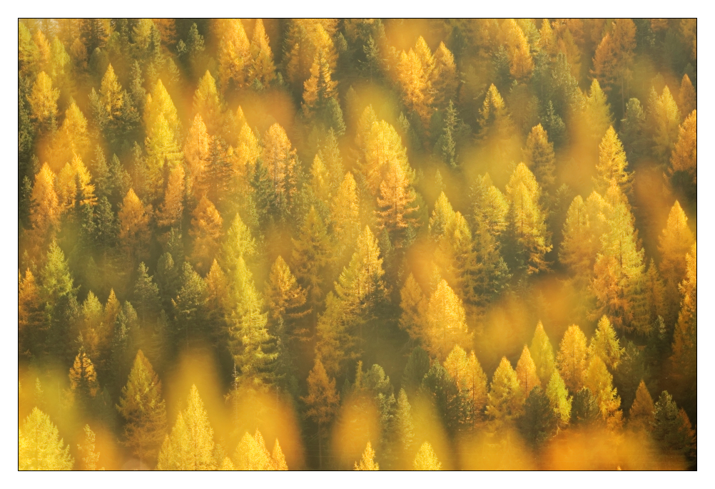 Lärchen im Herbstkleid