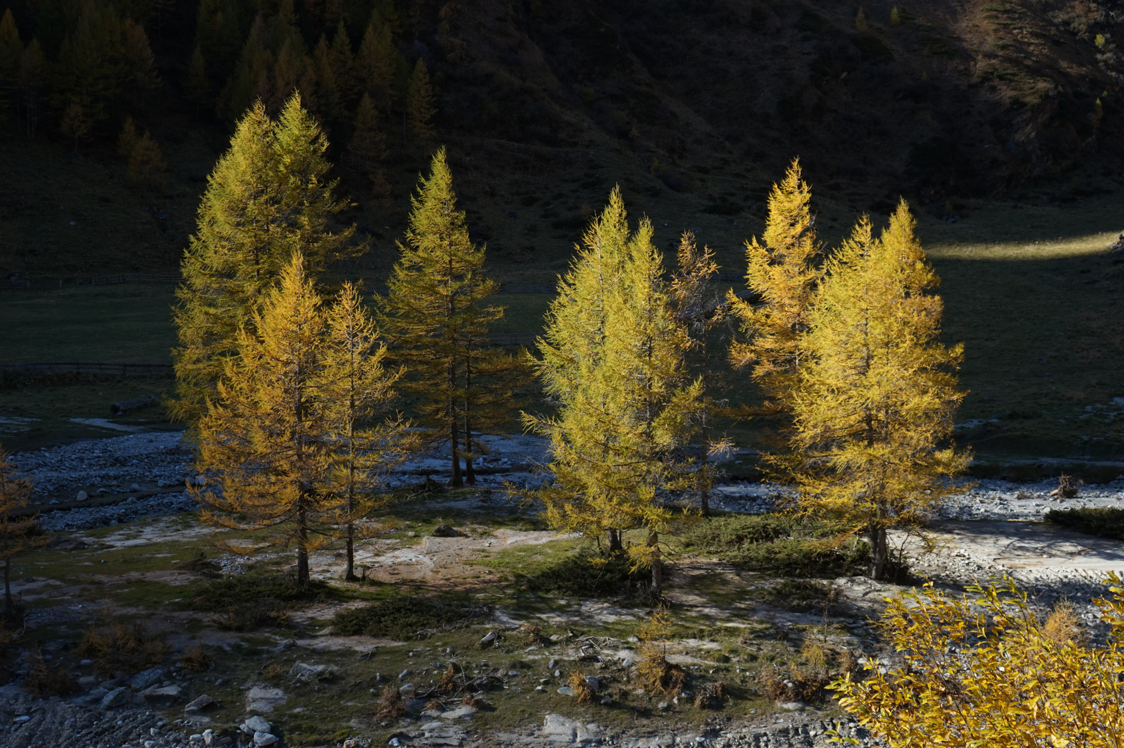 Lärchen im Herbstkleid