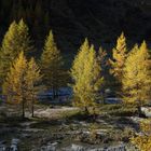 Lärchen im Herbstkleid