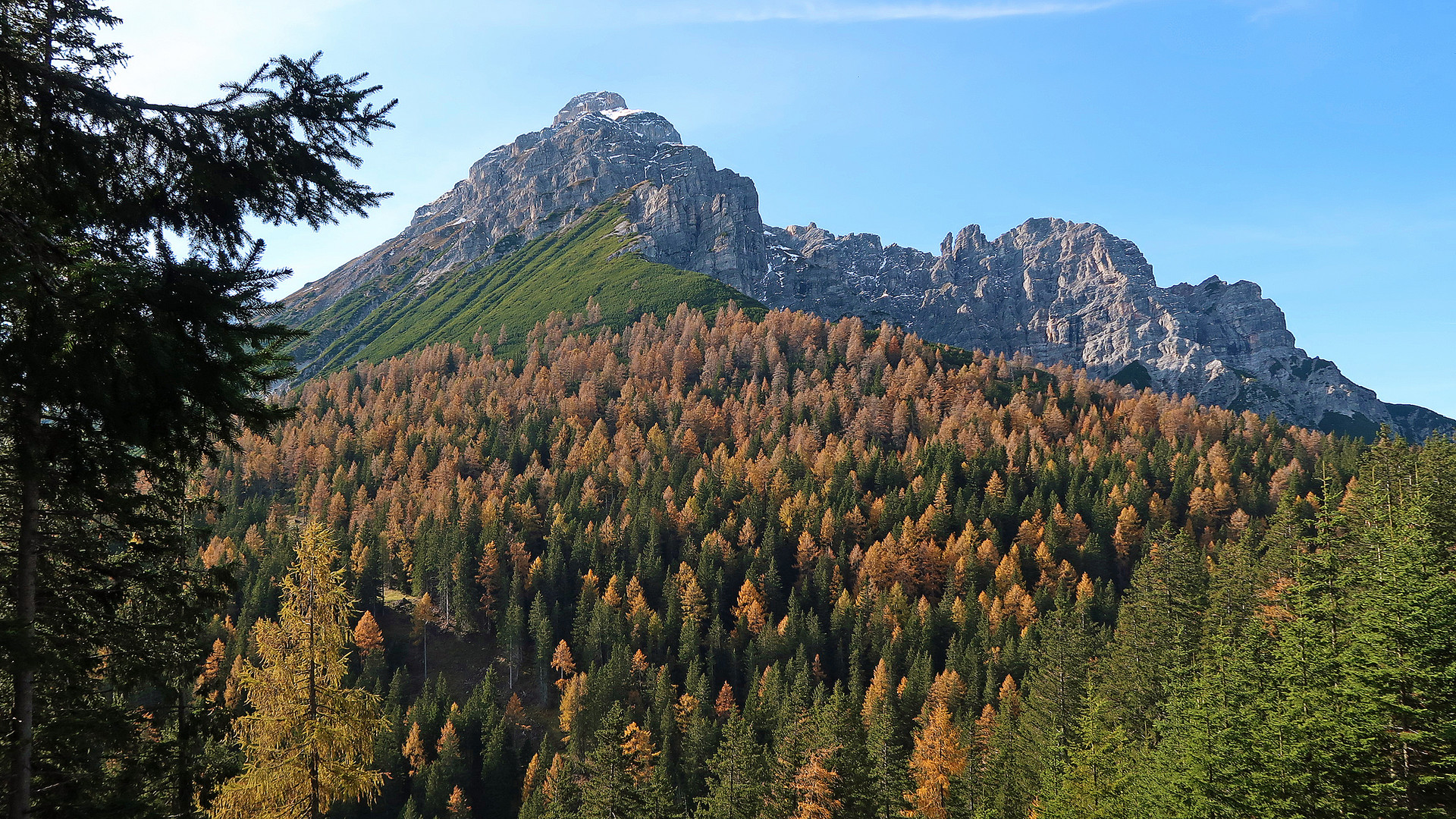 Lärchen im Herbstkleid