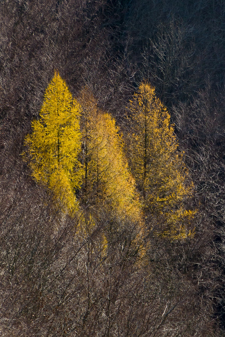 Lärchen im November.