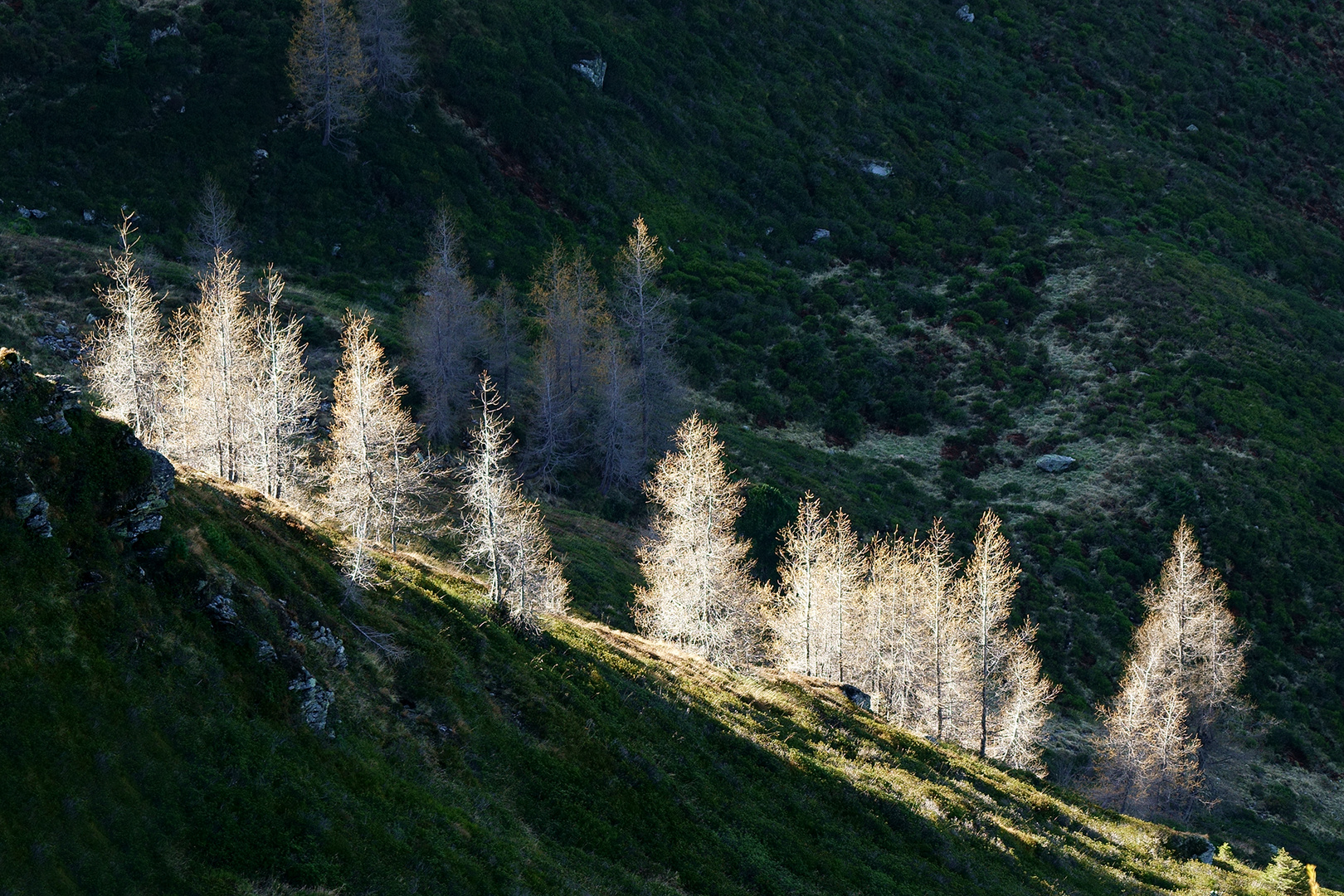 Lärchen im Schatten von einem Sonnenstrahl beleuchtet