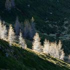 Lärchen im Schatten von einem Sonnenstrahl beleuchtet