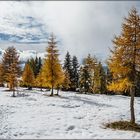 Lärchen im Schnee