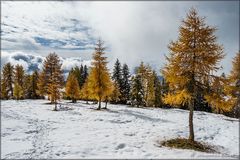 Lärchen im Schnee