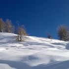 Lärchen im Schnee