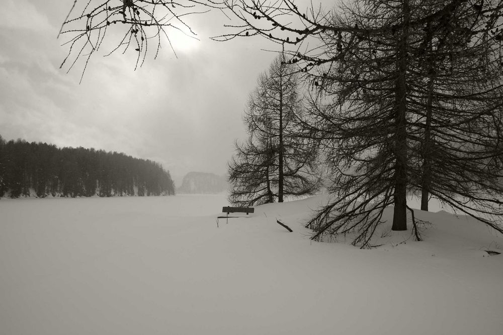 Lärchen im Schnee