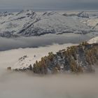 Lärchen im Winter