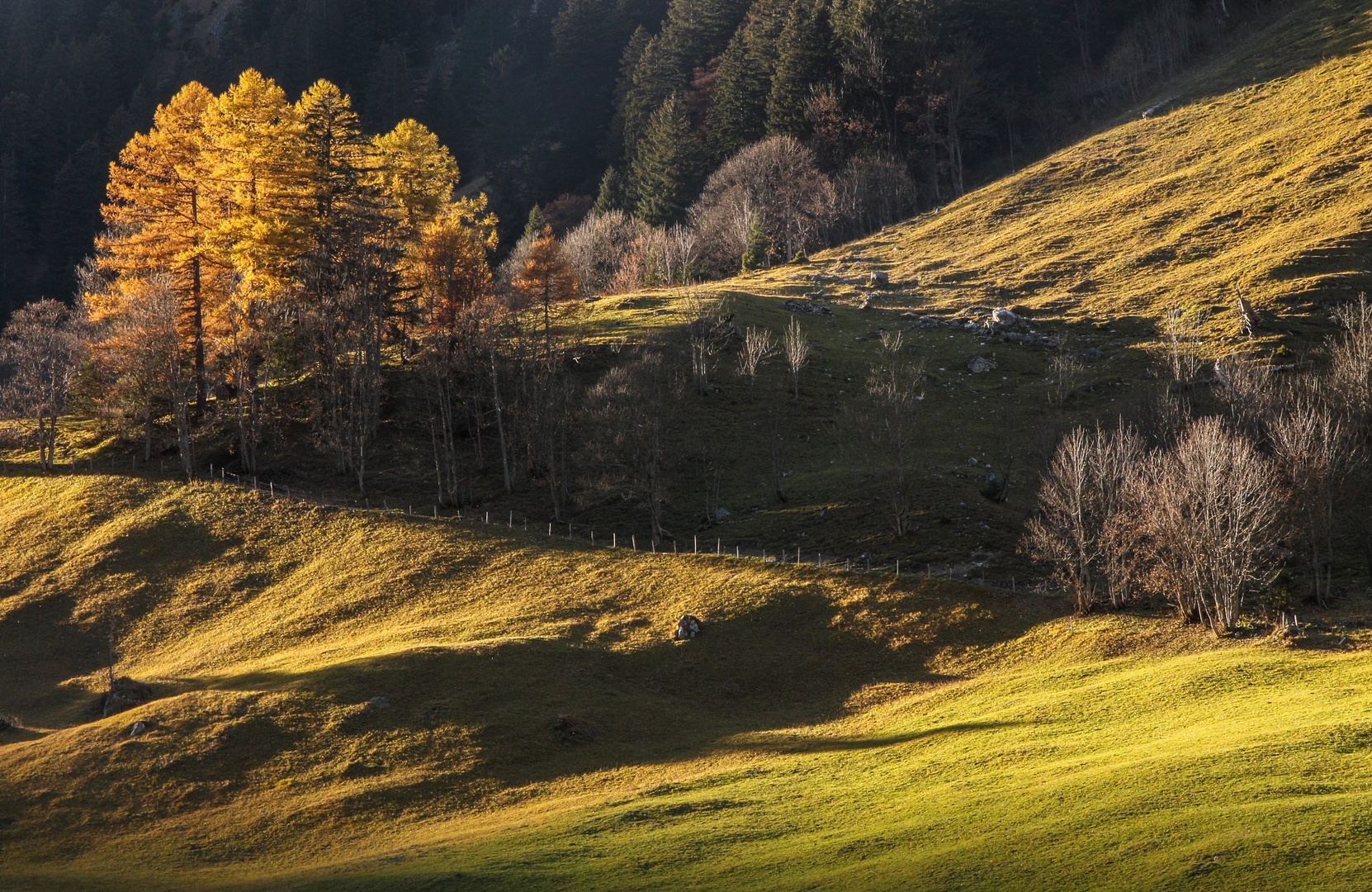 Lärchen im Zalimtal