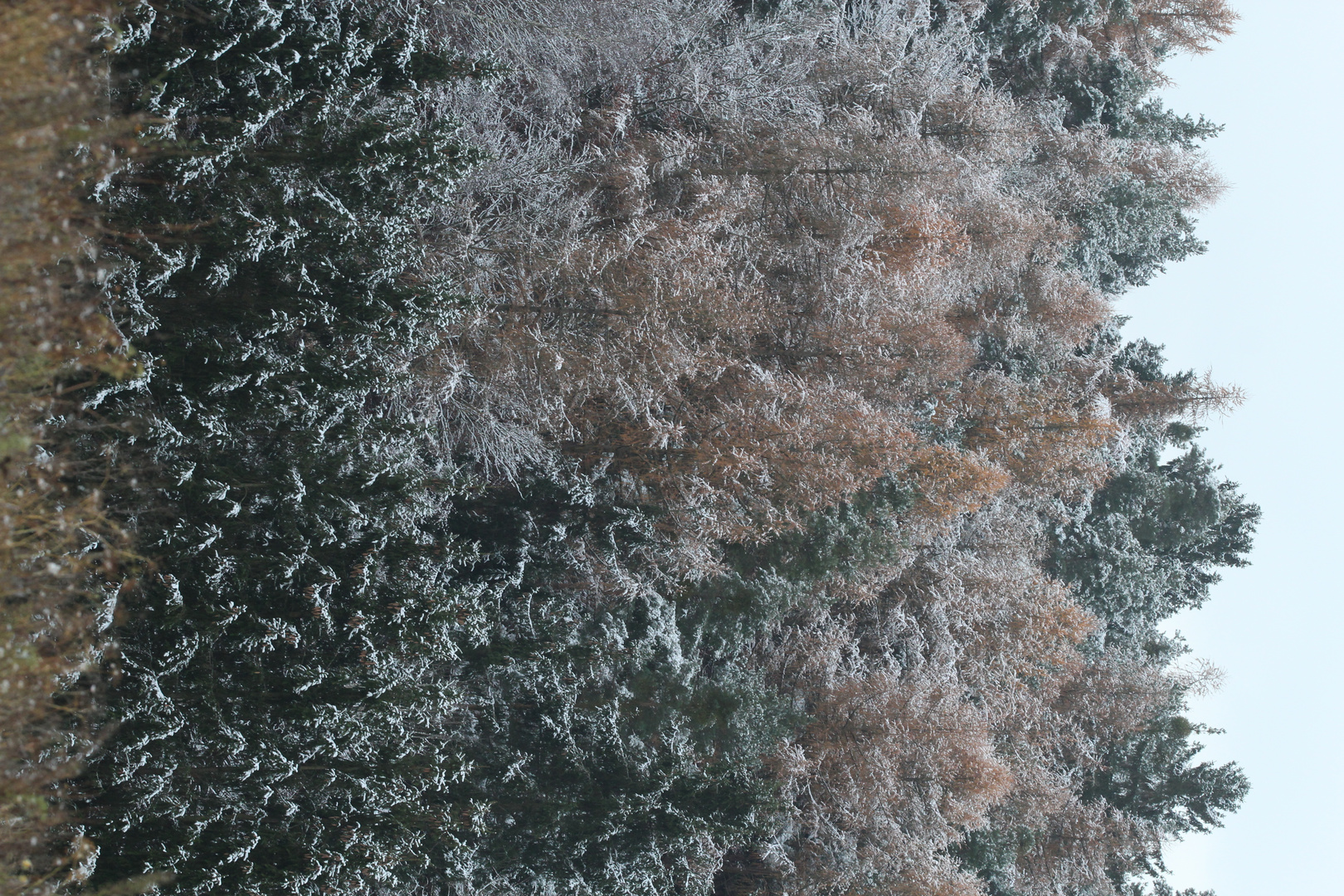 Lärchen nach dem Schnee 