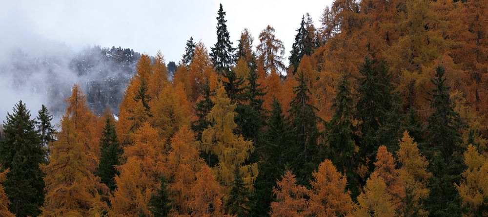 Lärchen und Nebel