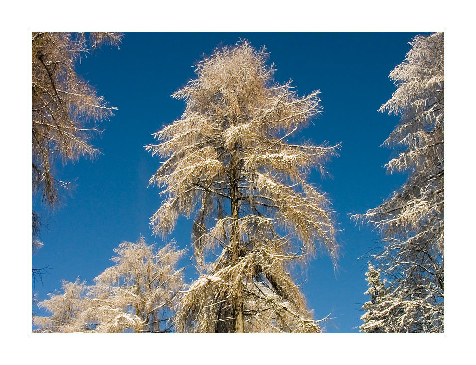 Lärchen- Winter- Märchen