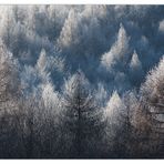 Lärchen- Winter- Wald- Strukturen - oder: wie Raureif Tiefe schafft...