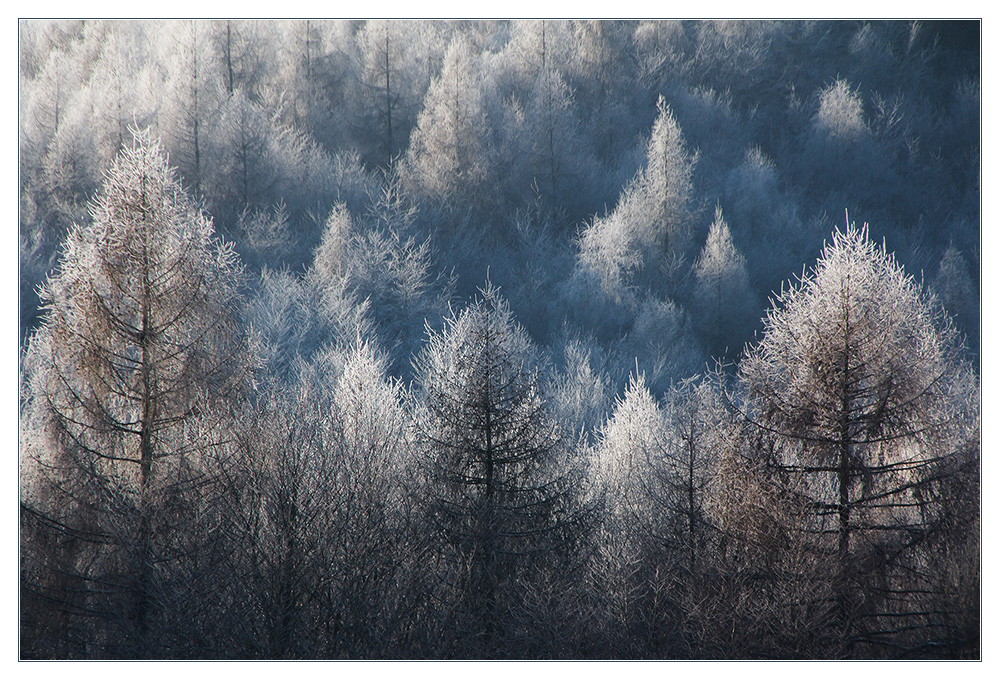 Lärchen- Winter- Wald- Strukturen - oder: wie Raureif Tiefe schafft...