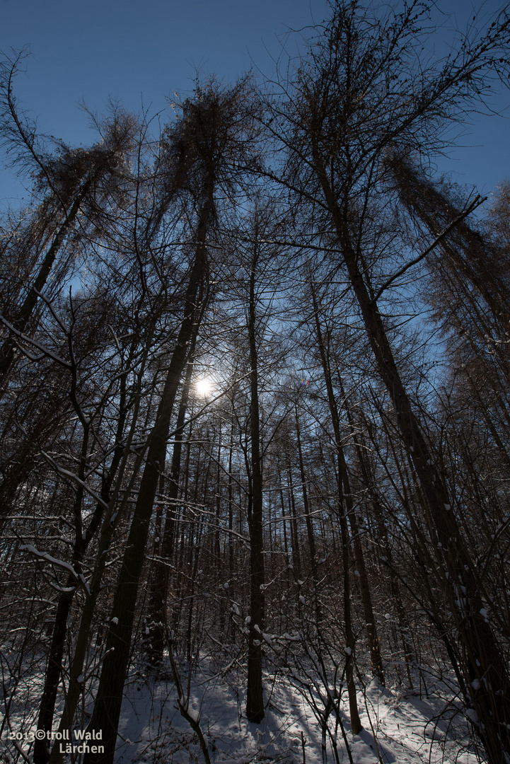 Lärchen Winterwald