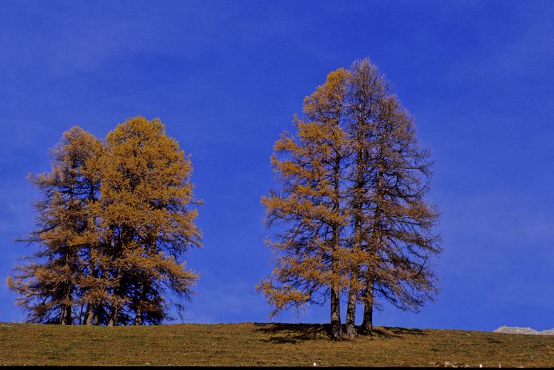 Lärchenbäume