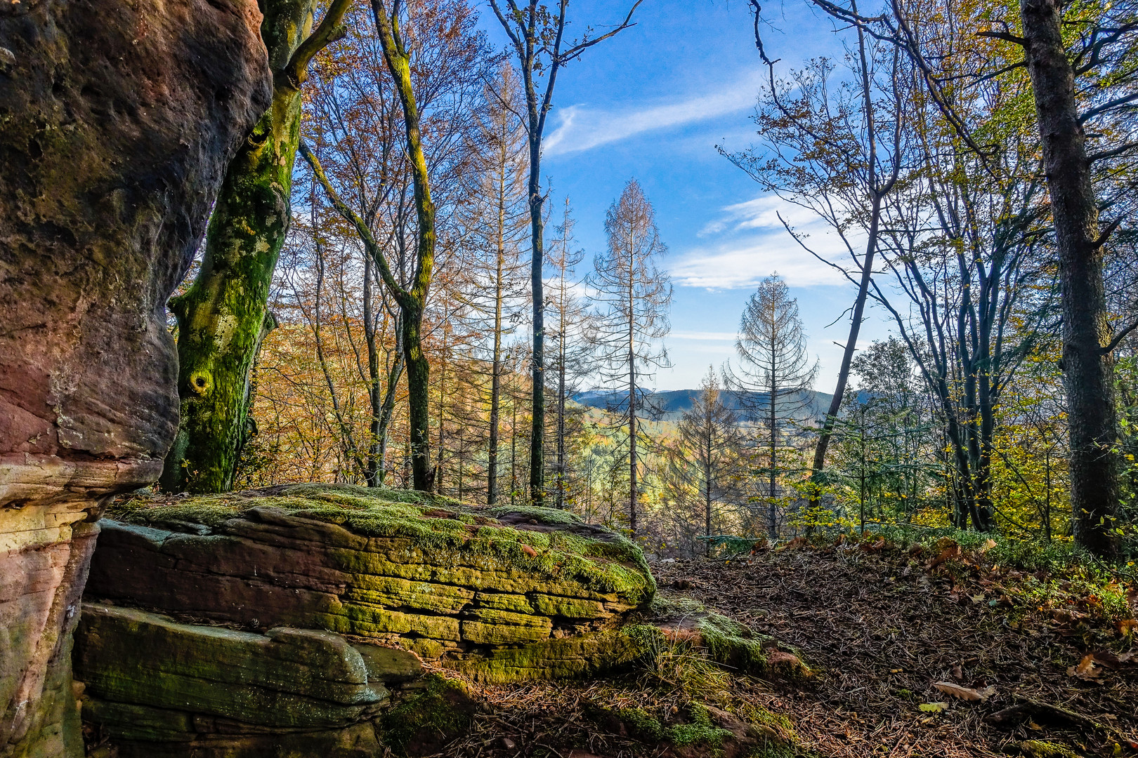 Lärchenblick