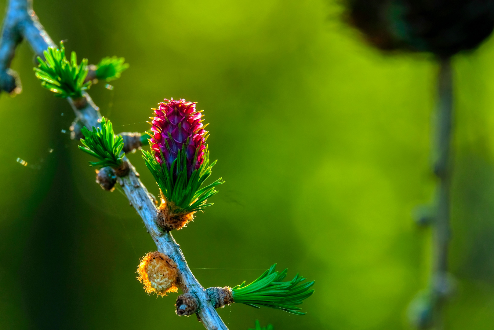 Lärchenblüte