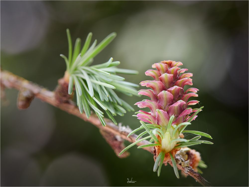 Lärchenblüte