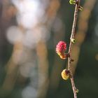 Lärchenblüte