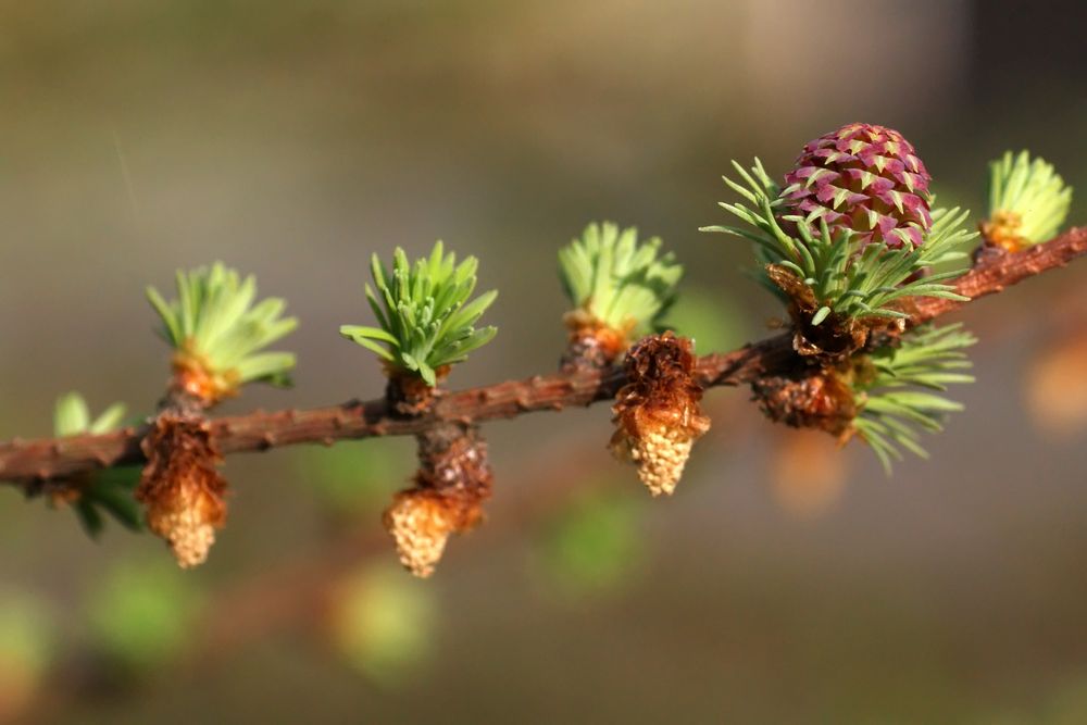 Lärchenblüte