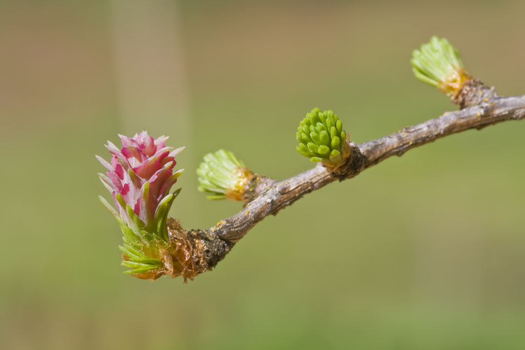 Lärchenblüte