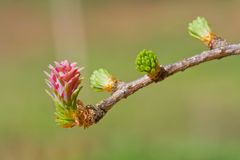 Lärchenblüte