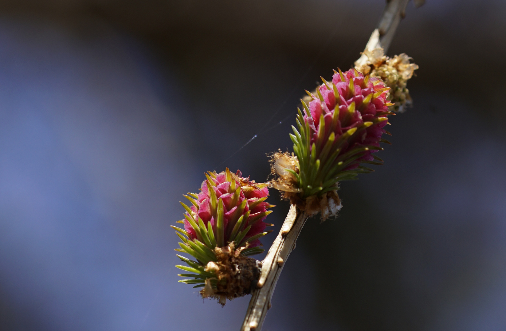 Lärchenblüte