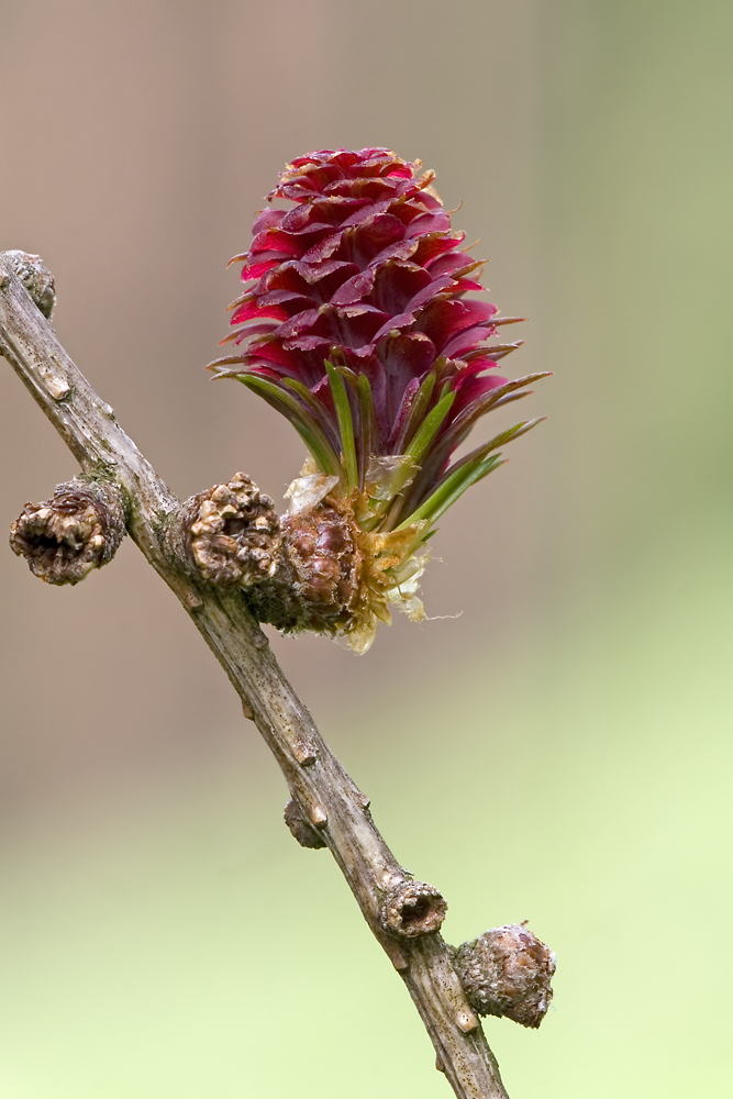 Lärchenblüte