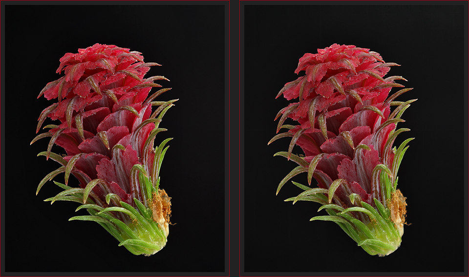Lärchenblüte [3D]*