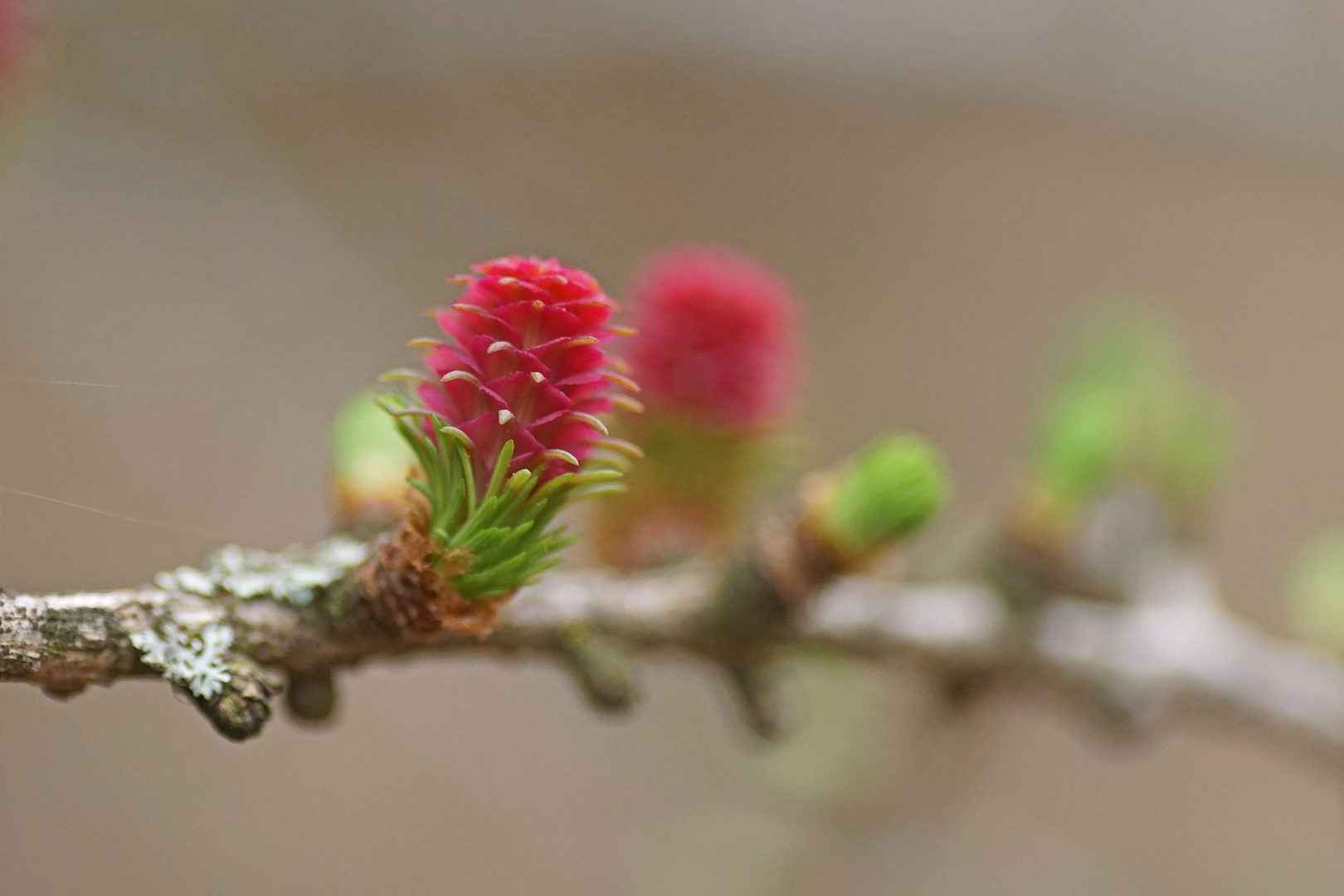 Lärchenblüte