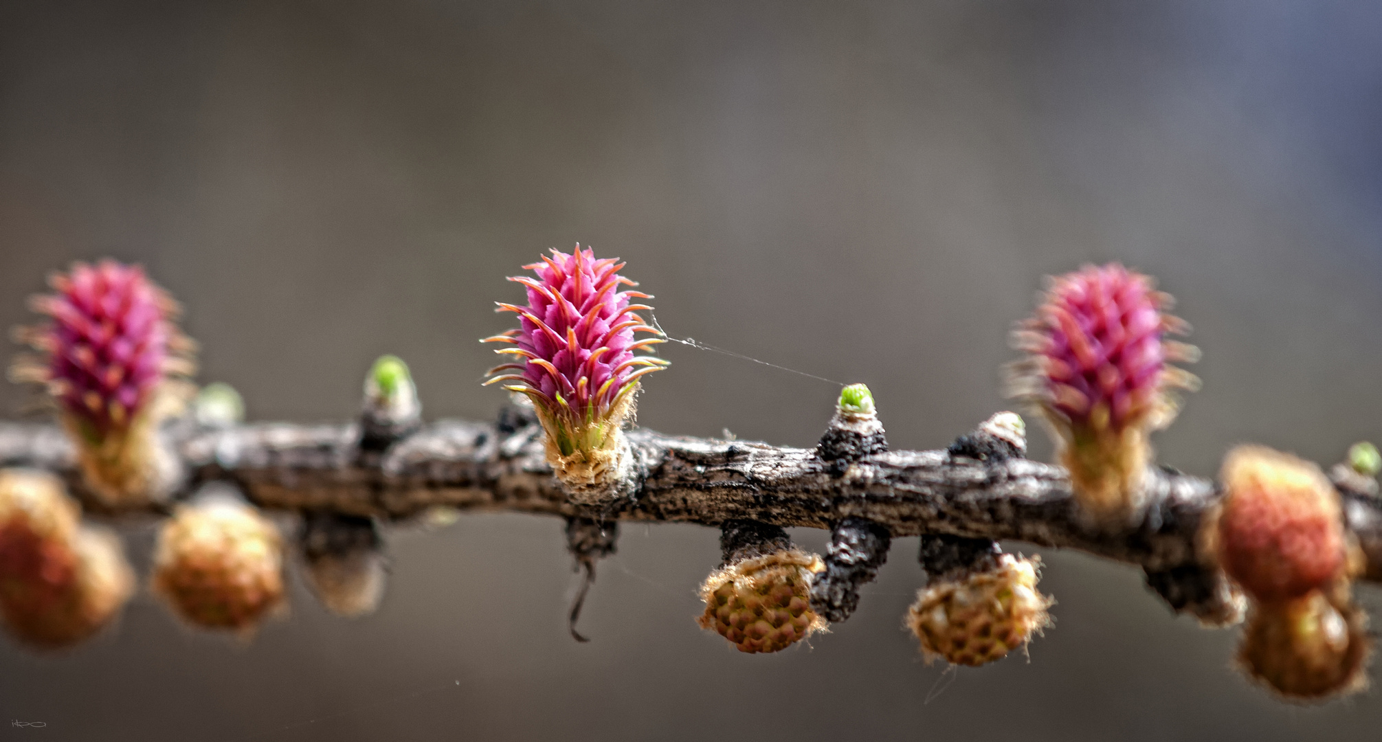 Lärchenblüte