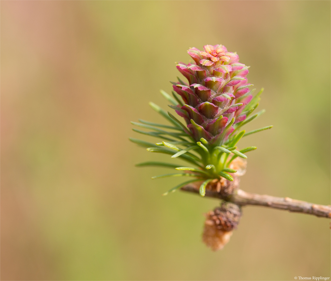 Lärchenblüte