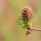 Lärchenblüte