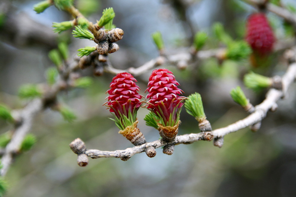 " Lärchenblüte"