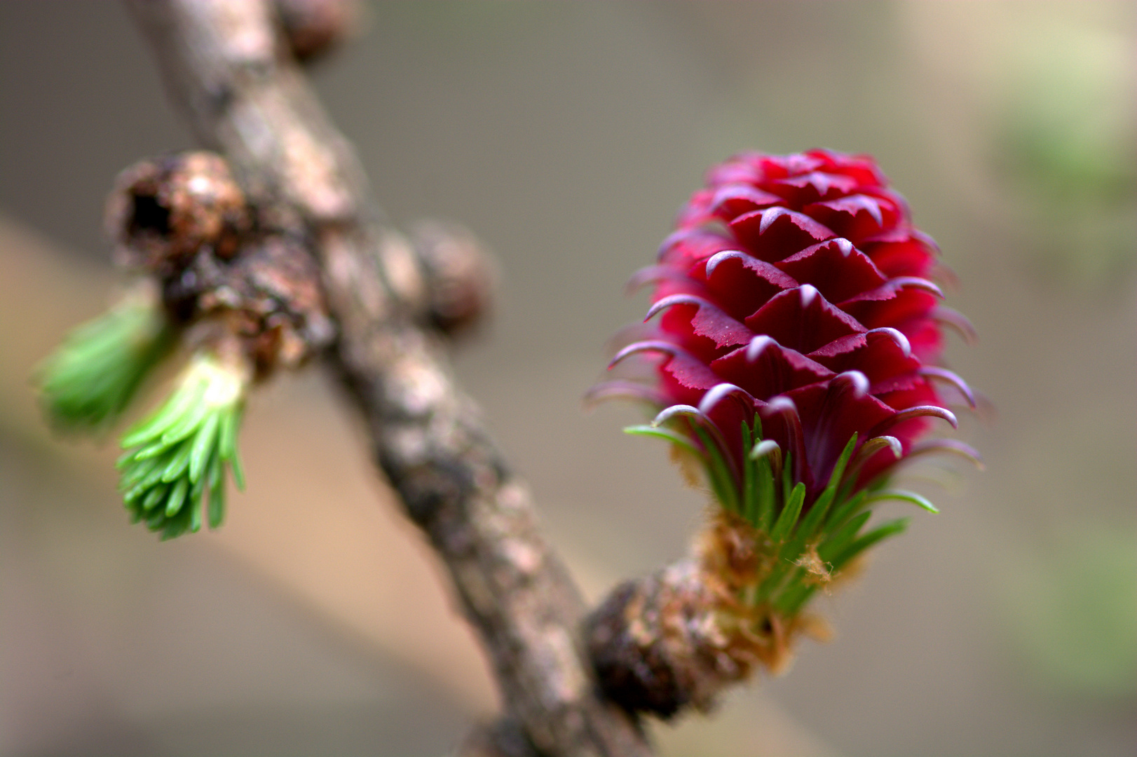 Lärchenblüte