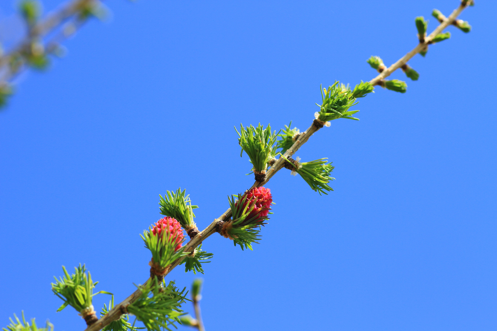 Lärchenblüte