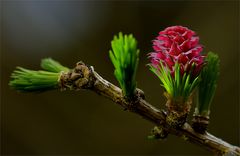 Lärchenblüte